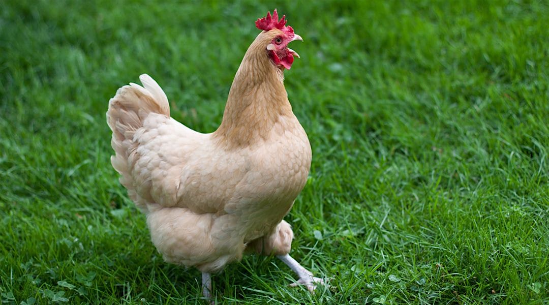 A helpful refresher on what cage-fee actually means. I'm glad restaurants are going cage-free soo...