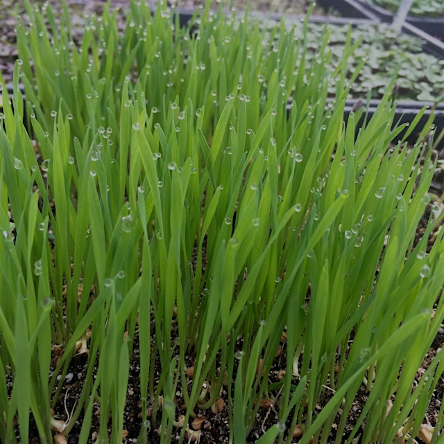 We grow and sell a good bit of wheatgrass, but have found it to be a polarizing crop as well. It'...