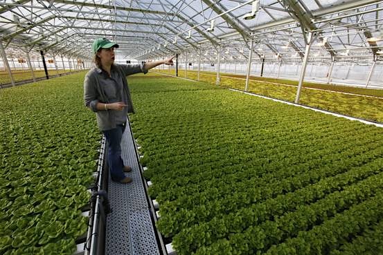 "A crop of startups have emerged in recent years to grow vegetables on city rooftops or turn old ...