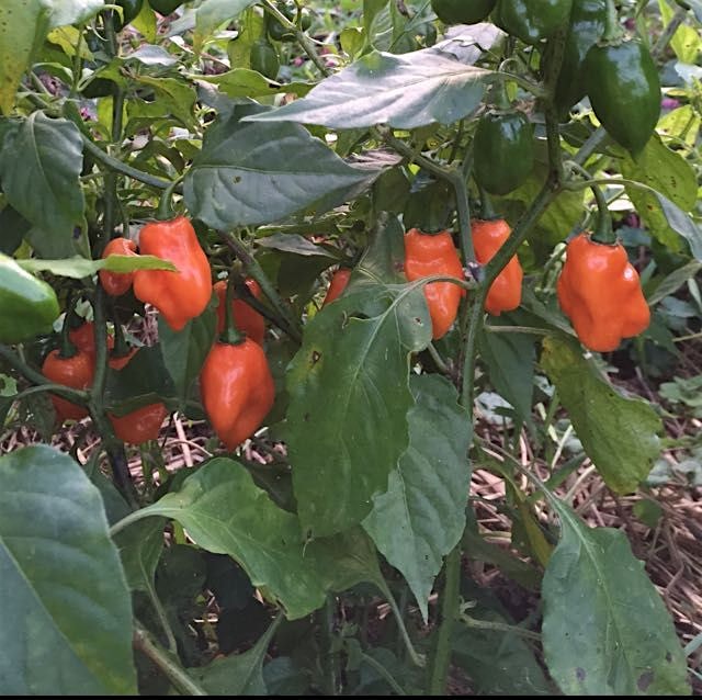 Holla! The habaneros are starting to turn -- going to be a warm winter.