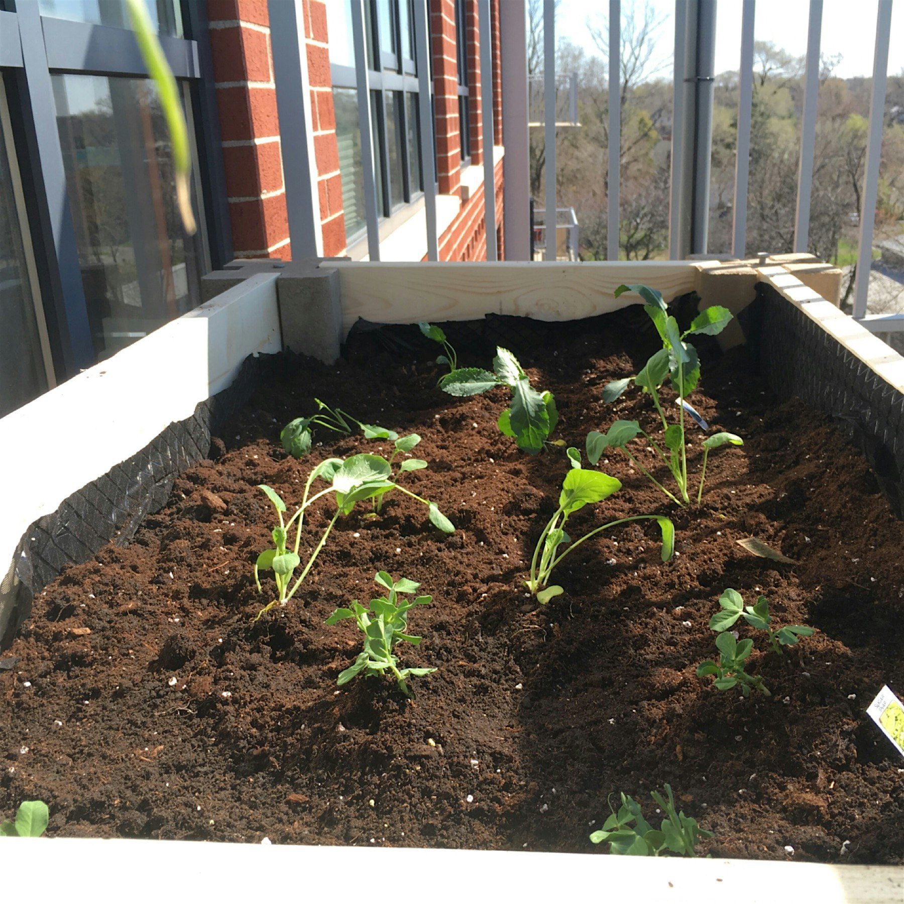 Growing corn, snap peas, kale, and Brussels sprouts! 