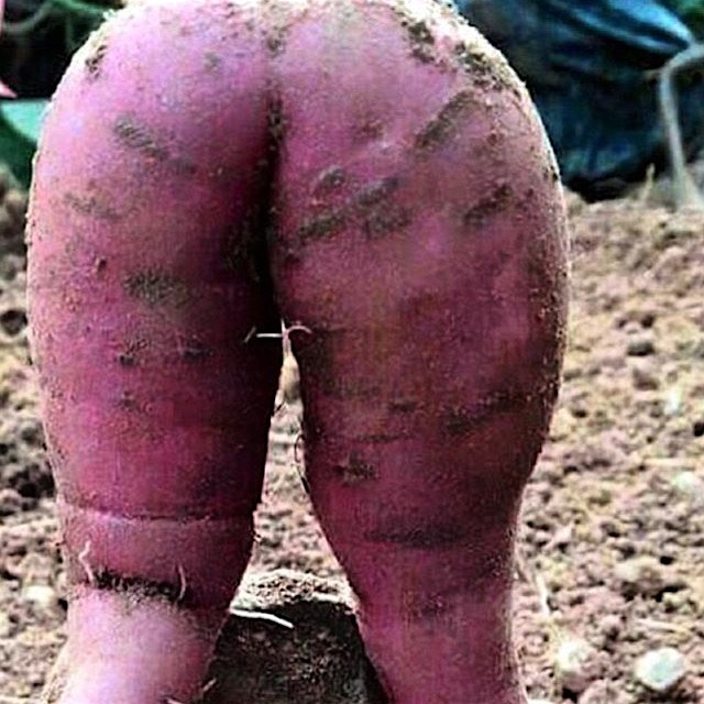 It's just a carrot. #carrotporn