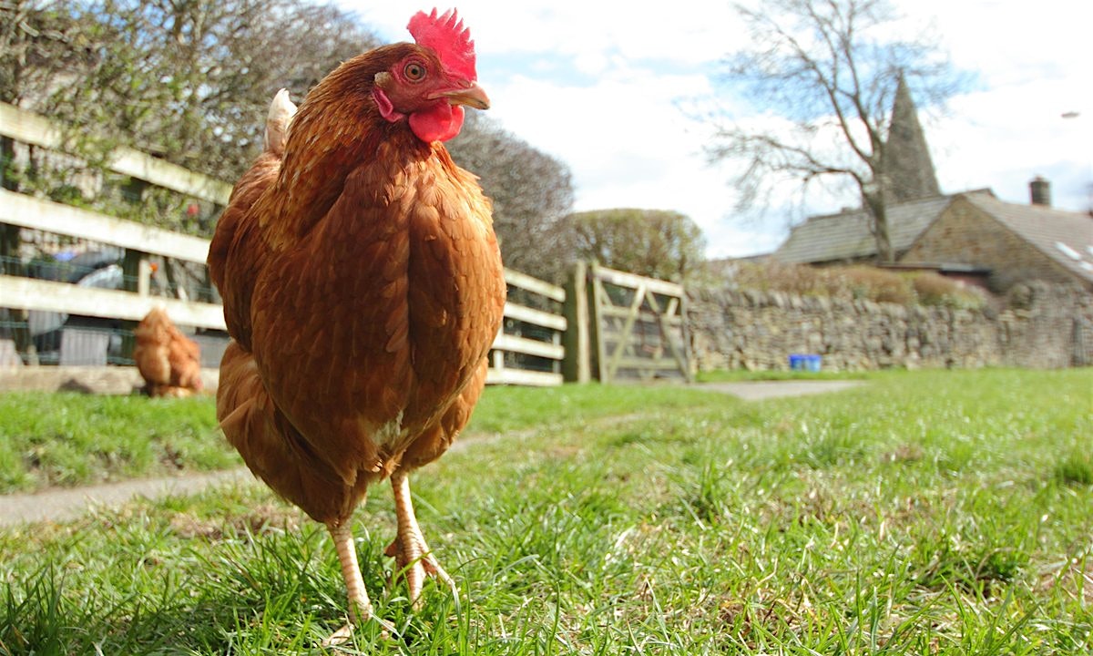 A great piece articulating the the #truecost chicken - pointing out that somehow chicken is now c...