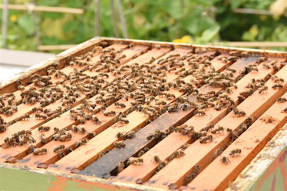 "This immersive introduction to beekeeping, with Bee Kind Farms bee keeper Tim Cerniglia, will le...