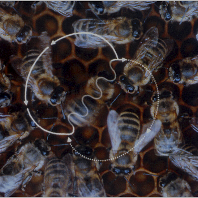 Scientists have discovered that a bee's waggle dance can be ... well... kind of sloppy! #honeybee...