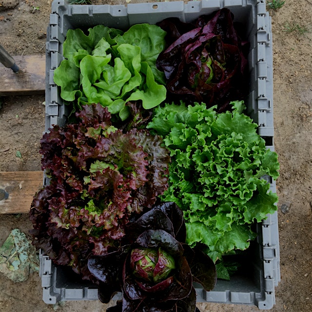 I love the seemingly endless options for lettuce colors and textures. Here's just a few of the va...