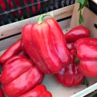 Red peppers are just green peppers that have stayed on the vine longer. They're usually sweeter than their younger brethren.
