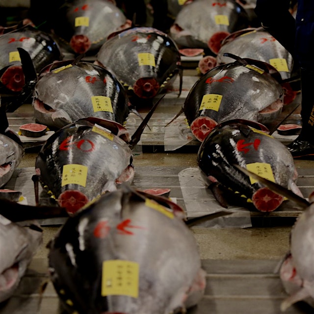 "The Pacific bluefin population has suffered staggering losses" #foodnews #policynews