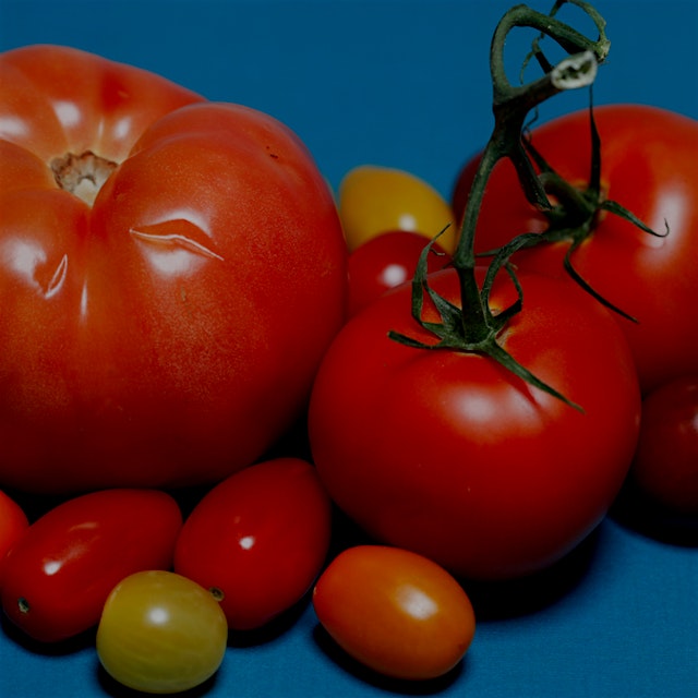 "Supermarket tomatoes have a terrible reputation. But the industry is evolving. More than half of...