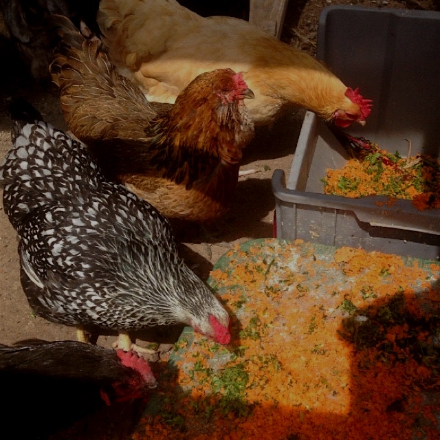 Our heritage breed chickens love the leftover organic carrot and kale/spinach/dandelion greens pu...