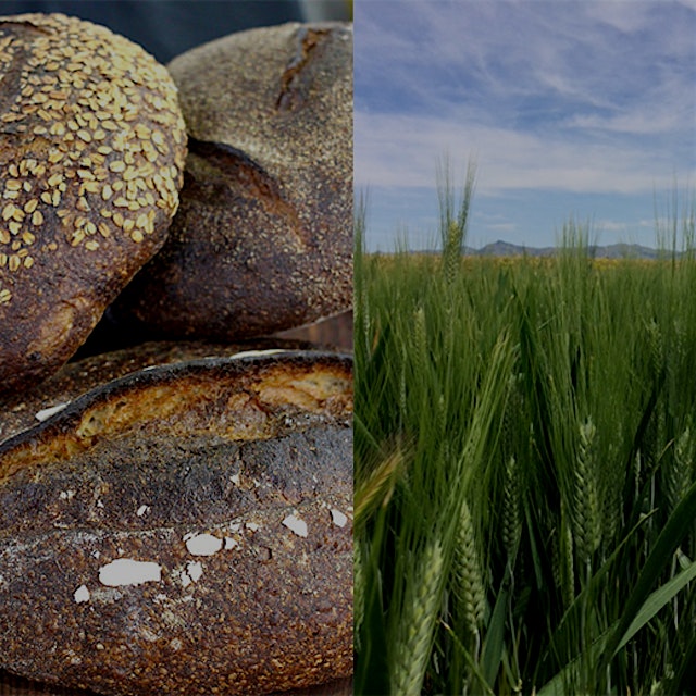 "Community Grains' effort to bring together farmers, plant breeders, millers, and bakers is picki...