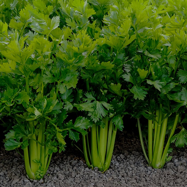 I've always thought of celery as a dip delivery mechanism, or a crunch provider, and have been a ...