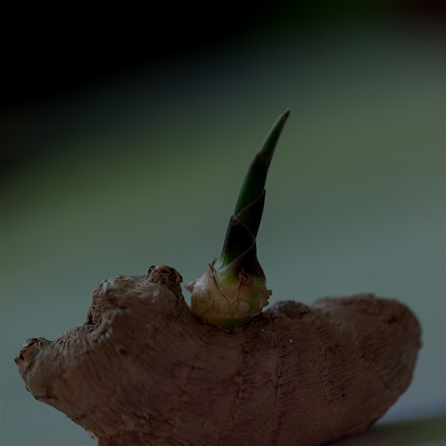 Ginger will begin shooting out a green “eye” much like a potato. Soak the ginger root with the ey...