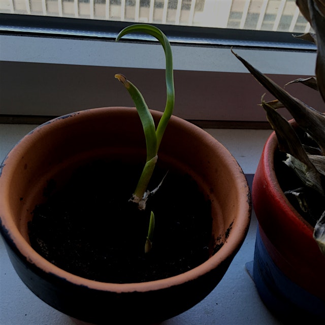 Saw my garlic was budding. Decided to plant it a week ago and this is what I have so far. Fingers...