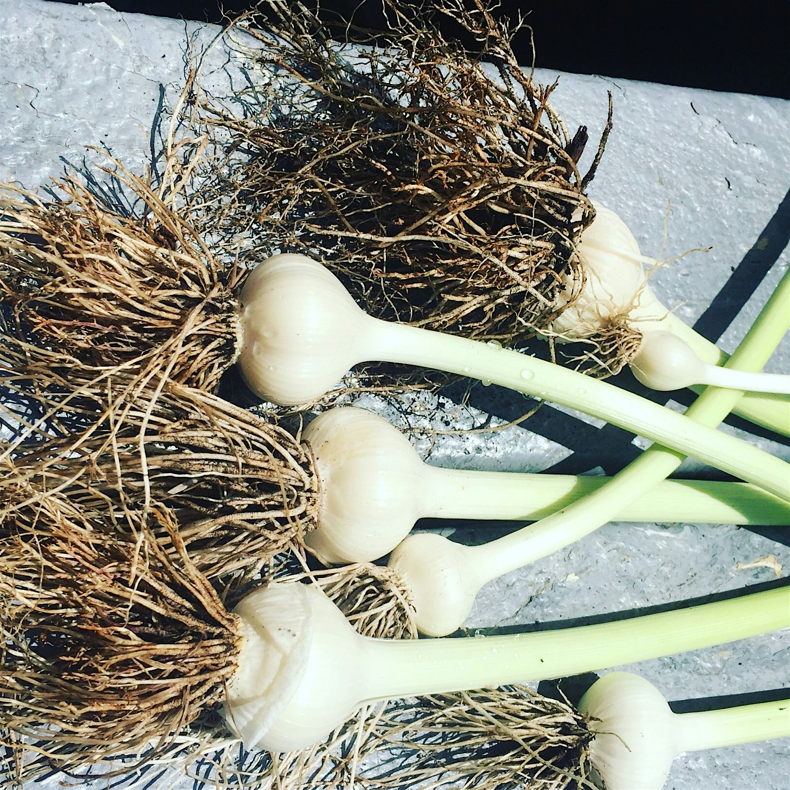 simplywithout&#39;s post