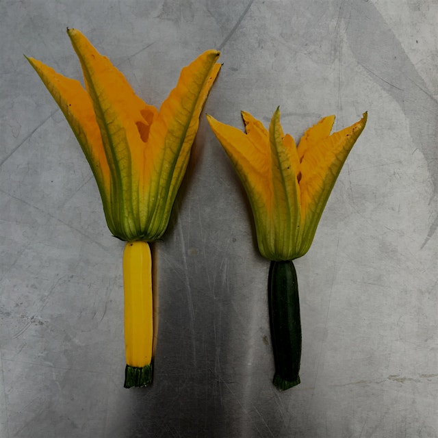 Mini golden and green zucchini with blossoms still attached. A rare and delicious treat for us! I...