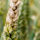 Any Foodstander farmers in London? "Healthy crops, healthy food: How do we stop microscopic fungi affecting crop yields and grain quality? will be held at Rothamsted Research on Wednesday 6th July from 4.30pm to 7.30pm.
This public event will focus on one of the most serious diseases to emerge on cereal crops since the early 1990s. Fusarium ear blight disease affects wheat, barley, oats, rye, rice and maize crops. The Fusarium fungus infects crops if wet weather prevails during flowering and then colonises the developing floral tissue and grain. The outcomes are all highly undesirable: lower grain yields, reduced grain quality and contamination of the grain with toxins which are harmful to humans and animals. In the EU, USA, Brazil, China and elsewhere there are strict legal limits on the levels of specific Fusarium toxins that can enter the human food and animal feed supply chains. 
The event includes:
An introductory talk from Professor Kim Hammond-Kosack - How do we stop microscopic fungi affecting crop yields and grain quality?   
Walking tour of a wheat field trial to see, for yourself, the disease levels on different cultivars. Please wear appropriate footwear.
Four interactive exhibits from scientists conducting Fusarium, and plant pathogen related, research.
The fungal blueprint of life: Learn about how the fungal genome is explored to expose potential weaknesses.
The Fusarium lab: A virtual Fusarium lab will demonstrate how early infection is diagnosed and how gene function is investigated.
Fusarium: Friend and Foe: Explore the negative and the positive impacts of Fusarium on society.
How to sustainably control Fusarium: Learn about existing Fusarium control and the development of novel approaches to minimise the disease in wheat crops.
 
Follow us, and the event, on twitter: #HealthyCropsHealthyFood @Rothamsted"