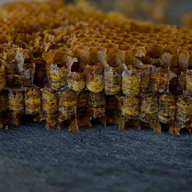"by Josh Evans

Honeybees (Apis mellifera) have mastered feats of chemical engineering as 
var...