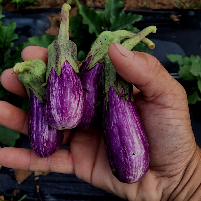 Our favorite eggplant variety. We love to simply cut these in half and pop them on the grill. How...