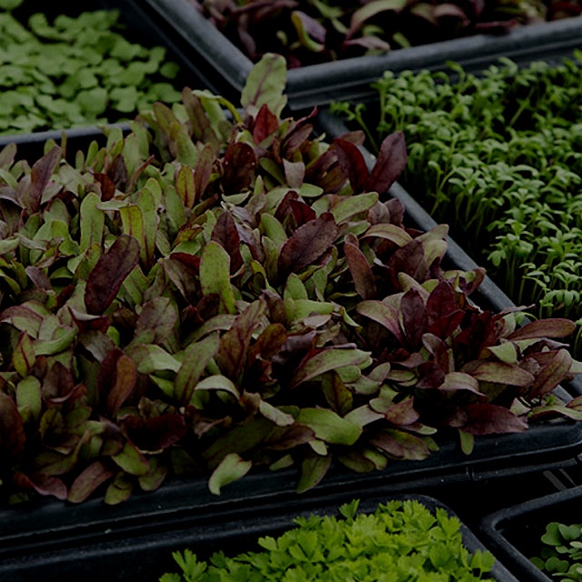 "Go from sowing to selling in less than a month with these tiny, trendy leaves."