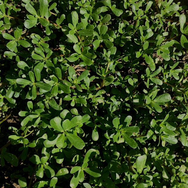 Purslane can be used as a salad green, sautéed like spinach and probably many other ways I have y...