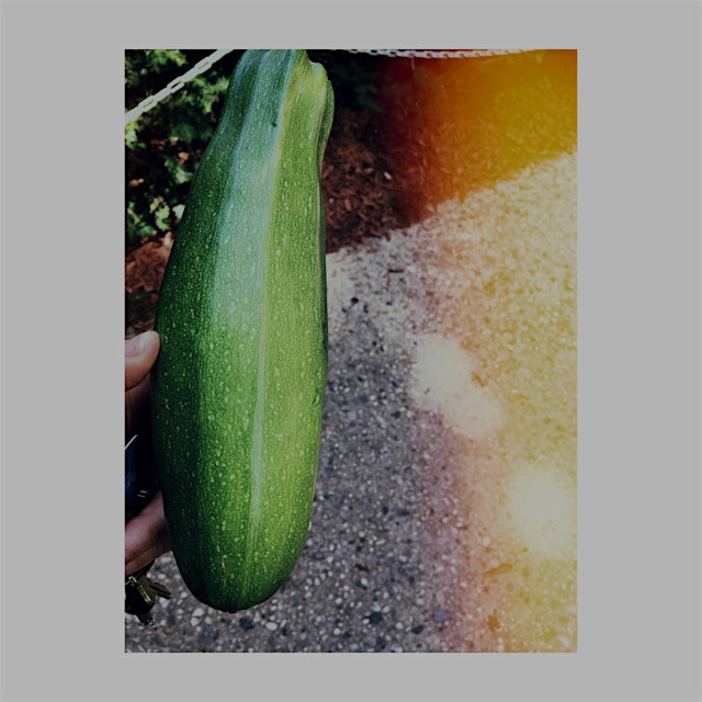 Black beauty zucchini. #growyourown #backyardfarmer #urbangardening
