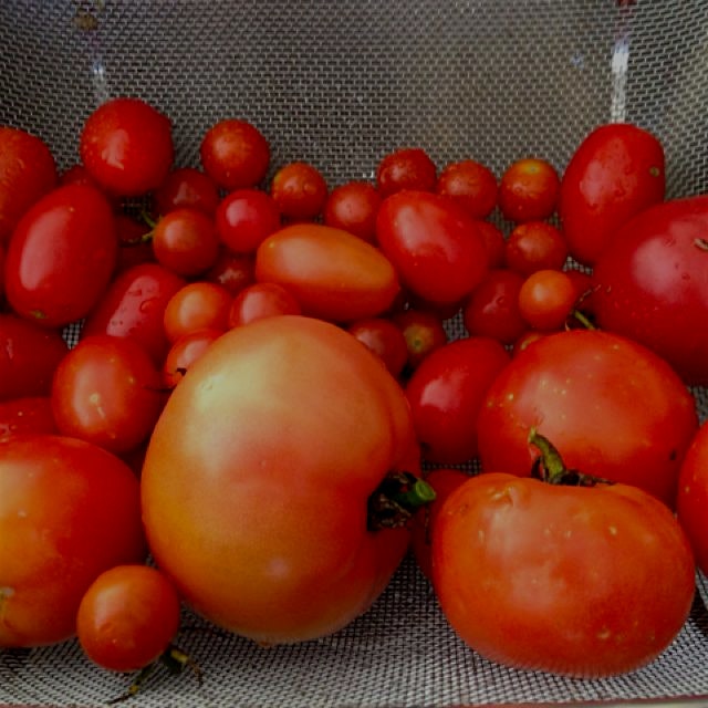 Remembering summer and these homegrown tomatoes from a family friend's garden in the hamptons on ...