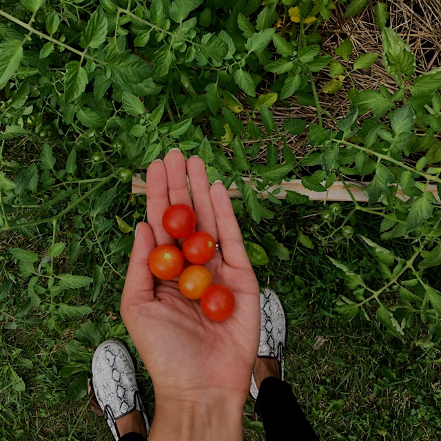 The community garden is blossoming and cherry tomato season is literally the best!