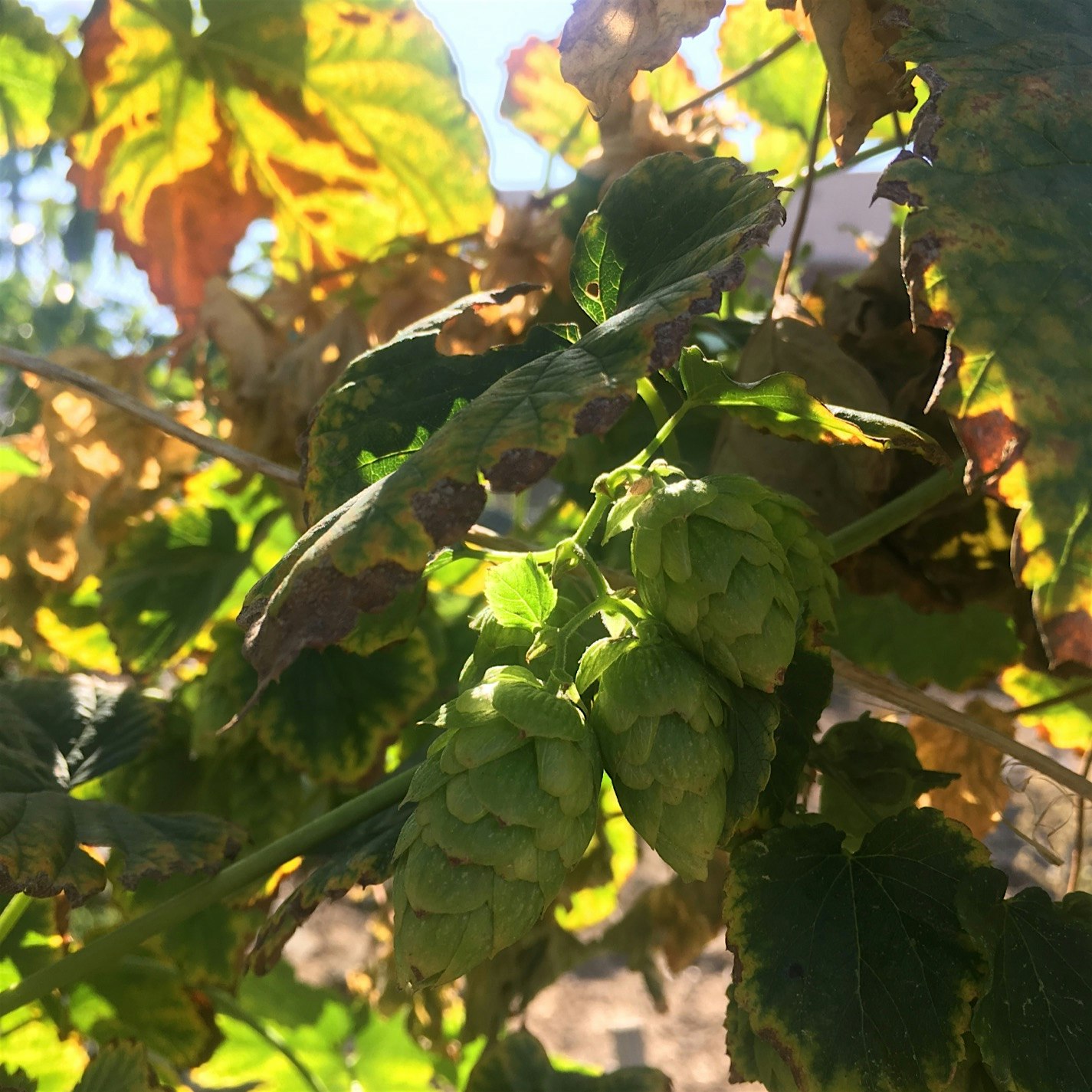 mottstreeturbanfarm's post