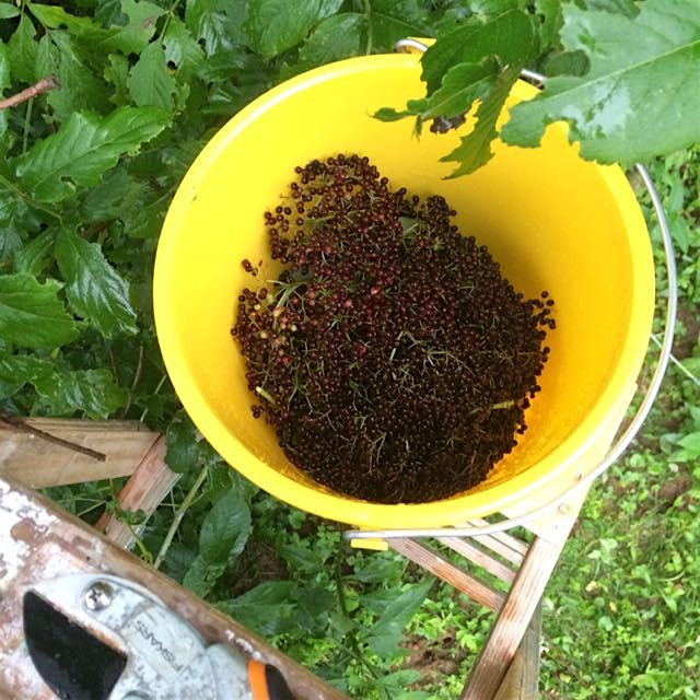 Free food for the masses