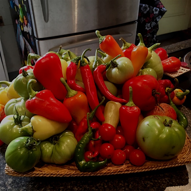 One final haul from the garden. I think I'm going to have to fry up all these green tomatoes. Nex...