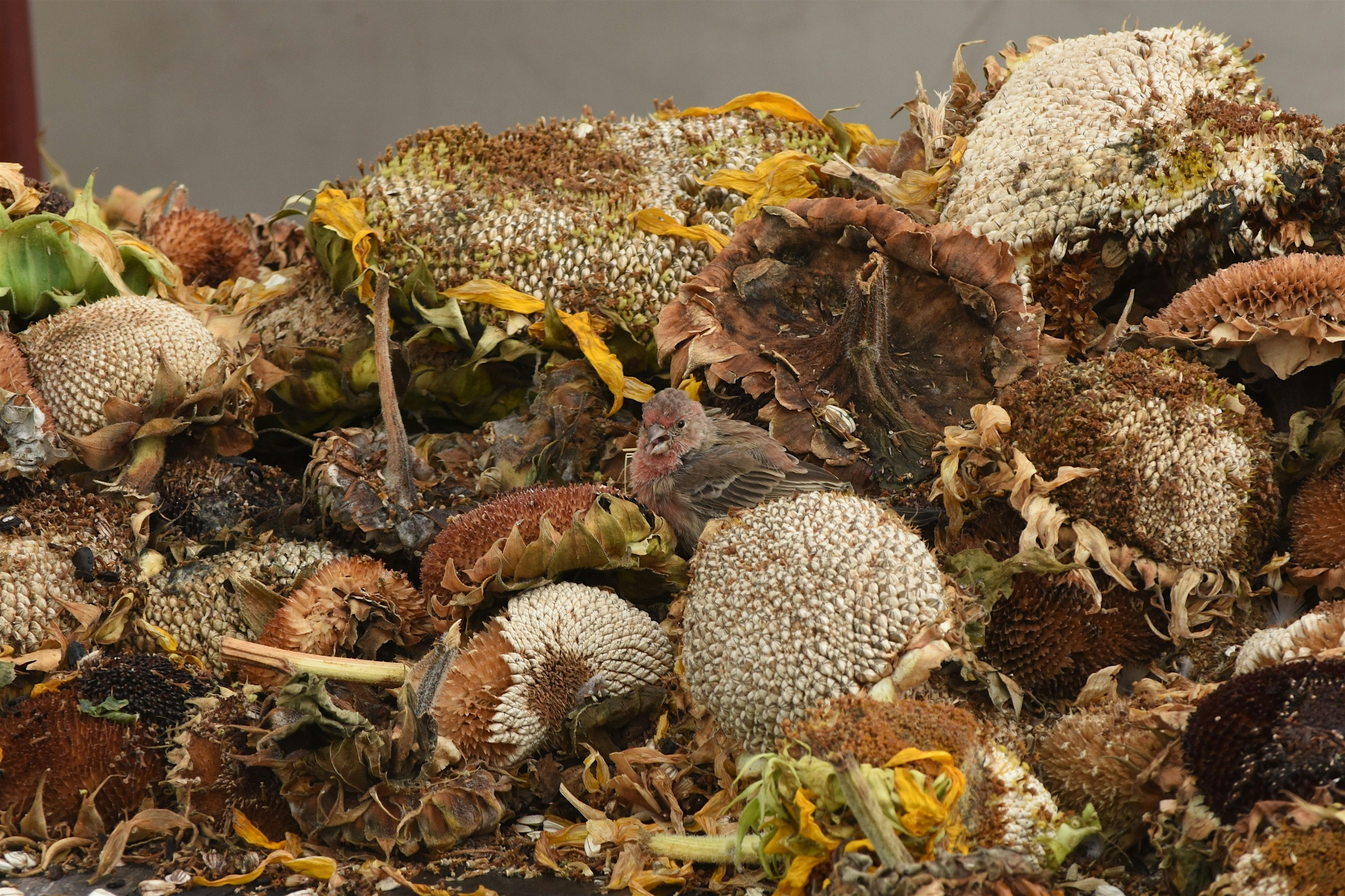 Tickets are $100 and must be purchased ahead of time here: http://www.brooklyngrangefarm.com/upco...