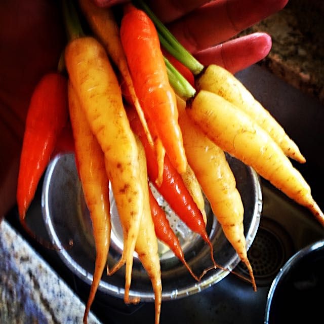These yellow and orange #babycarrots are a perfect accompaniment to the #yumdelish, #ChickenMarti...