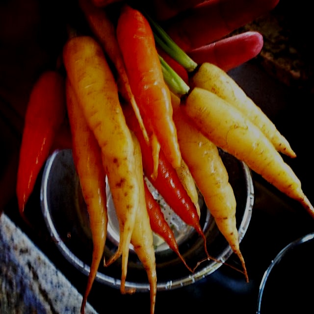 These yellow and orange #babycarrots are a perfect accompaniment to the #yumdelish, #ChickenMarti...