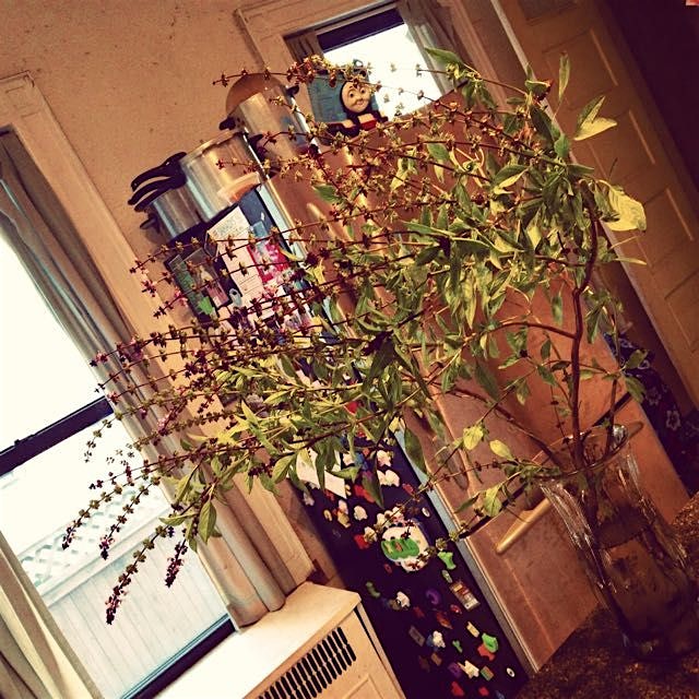 Pulled my giant wind-blown Rao Ram from the garden. Will attempt to keep it alive through the win...