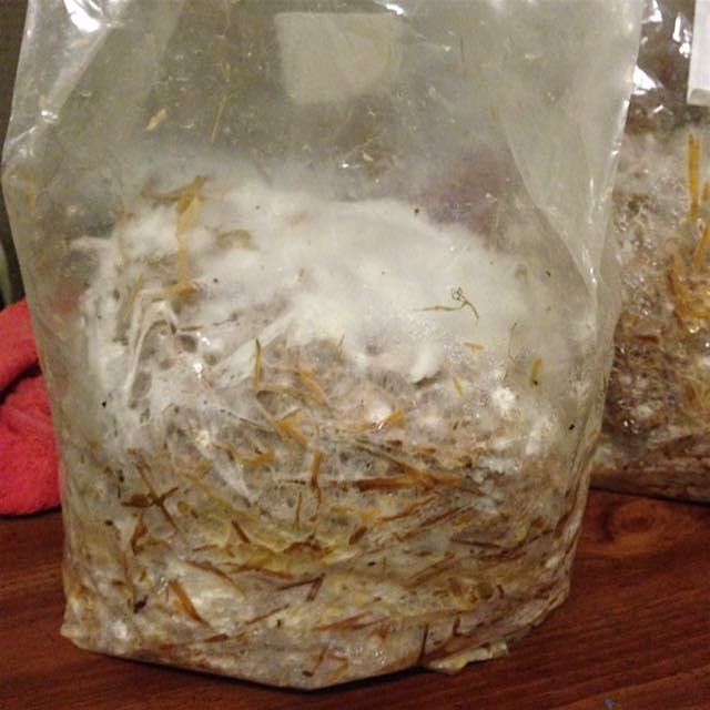 Mmmmm, mycelium -- the start of homegrown oyster mushrooms.