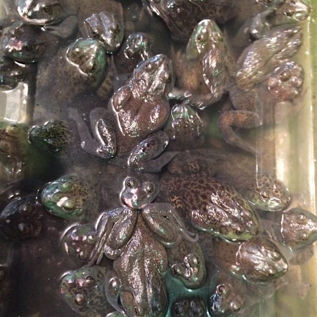 Frogs for sale in Chinatown- NYC.