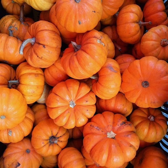 'Tis the season of mini pumpkins. 