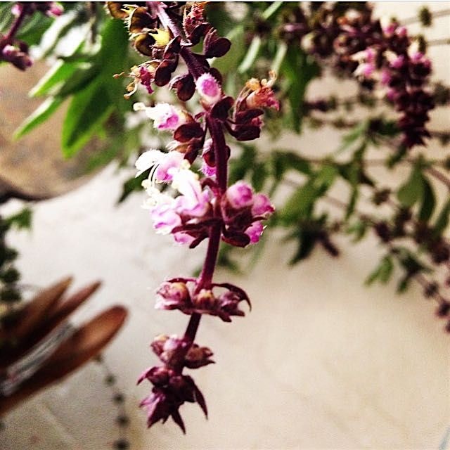 Pretty little Rao Ram flowers growing in my kitchen. The world is a beautiful place. #thesamballa...