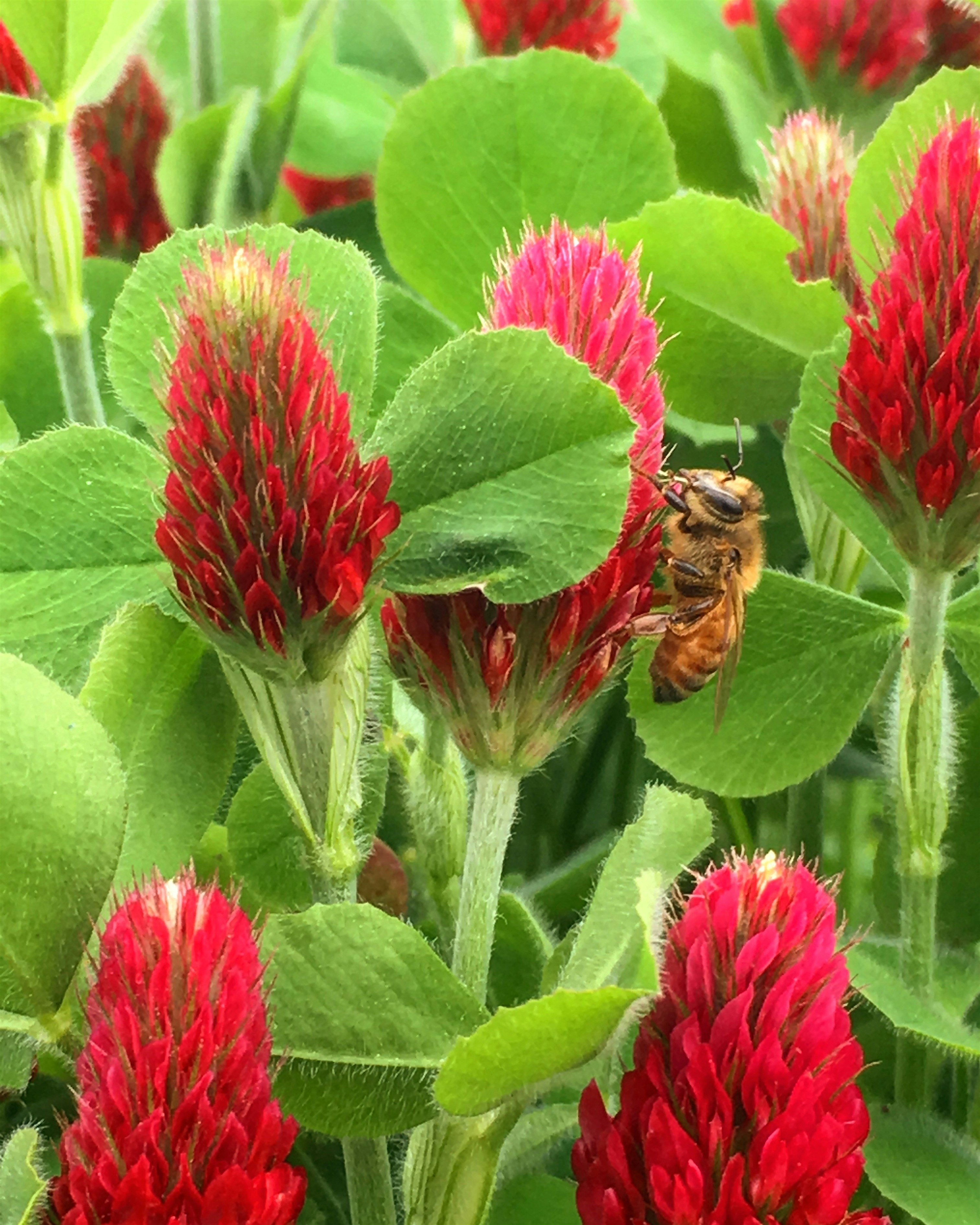 Tickets must be purchased ahead of time here: https://www.brooklyngrangefarm.com/upcoming/herbala...