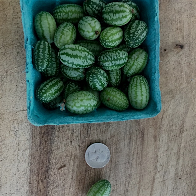 Grabbed a few of these little guys at the market this morning- juicy and lemony and snack-able! 