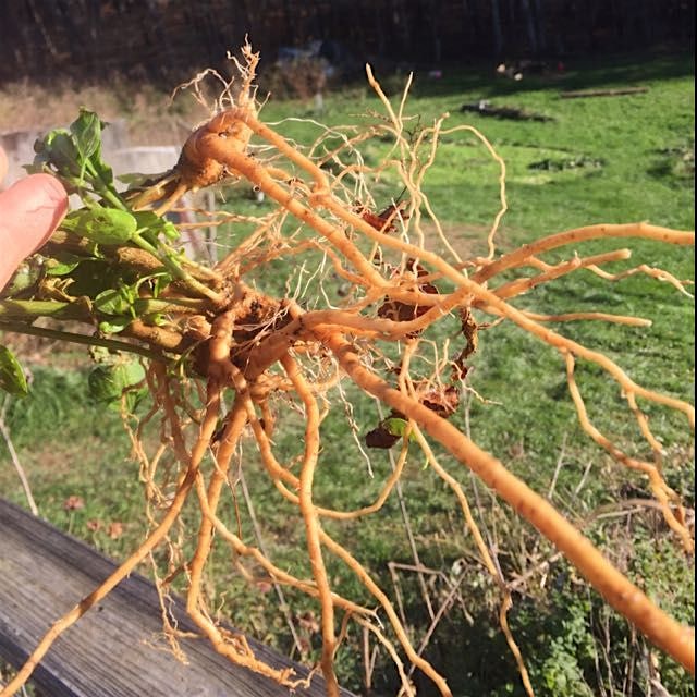 Ashwagandha roots! It won't last the winter in this climate so dug up after first hard frost -- a...