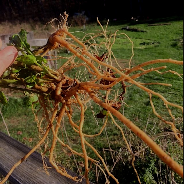Ashwagandha roots! It won't last the winter in this climate so dug up after first hard frost -- a...