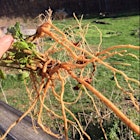 Ashwagandha roots! It won't last the winter in this climate so dug up after first hard frost -- a great tonic, known as Indian ginseng.