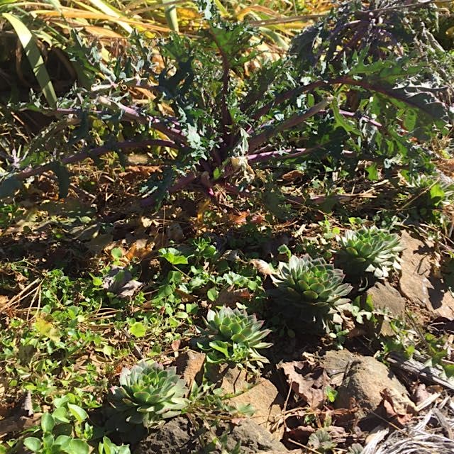 Hen and chicks surrounding some hardy kale and yummy, wild chickweed.