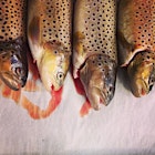 Campus raised brown trout 