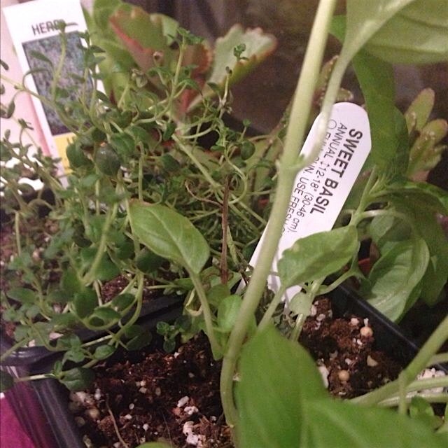 Adding a dash of window spice...