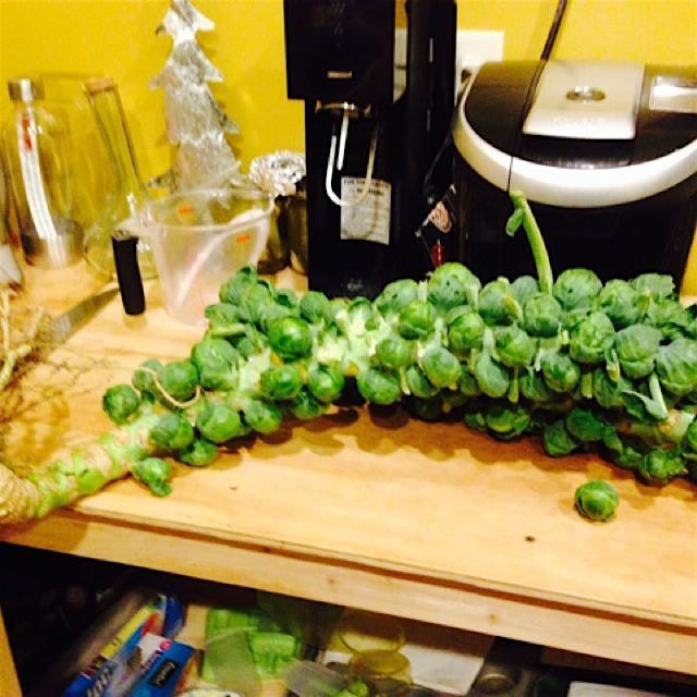 Brussels stalk from our farmer friends. 