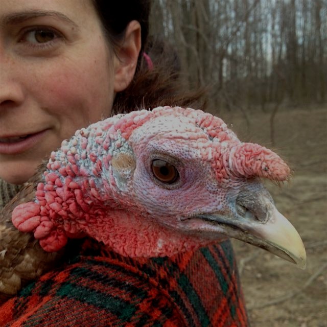I love it that turkeys look like dinosaurs. I can't wait to pick up mine on Wednesday at the Gree...