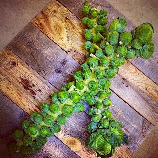 How about roasting these beautiful Brussels stalks whole with olive oil, sea salt, lemon zest and...